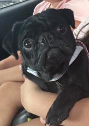 Reunited Male Dog last seen Mossberg Dr, Plano TX 75023, Plano, TX 75023