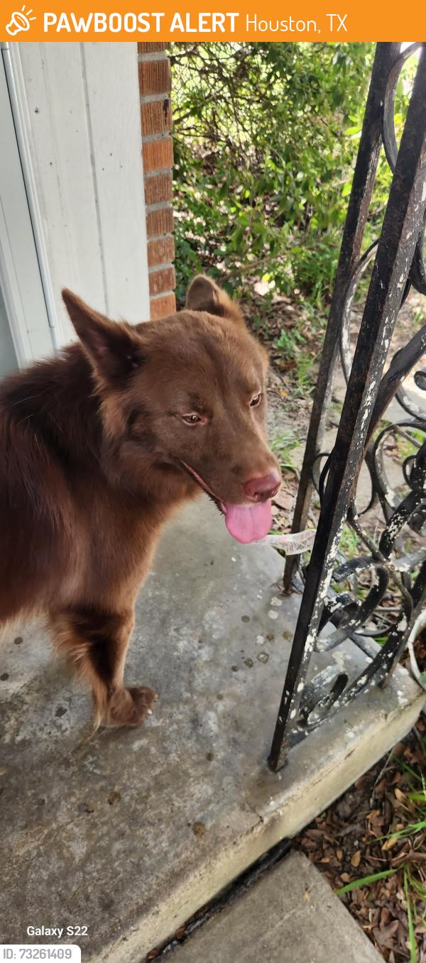 Found/Stray Male Dog last seen Bronson and marleen, Houston, TX 77034