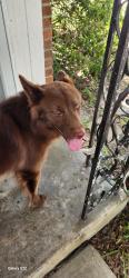 Found/Stray Male Dog last seen Bronson and marleen, Houston, TX 77034