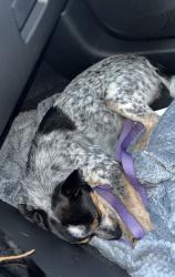 Reunited Female Dog last seen HW 11 west close to CR4707, Hopkins County, TX 75482