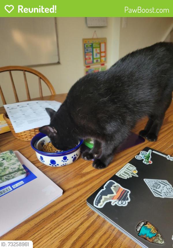 Reunited Female Cat last seen Coriander cir, Manassas, VA 20110