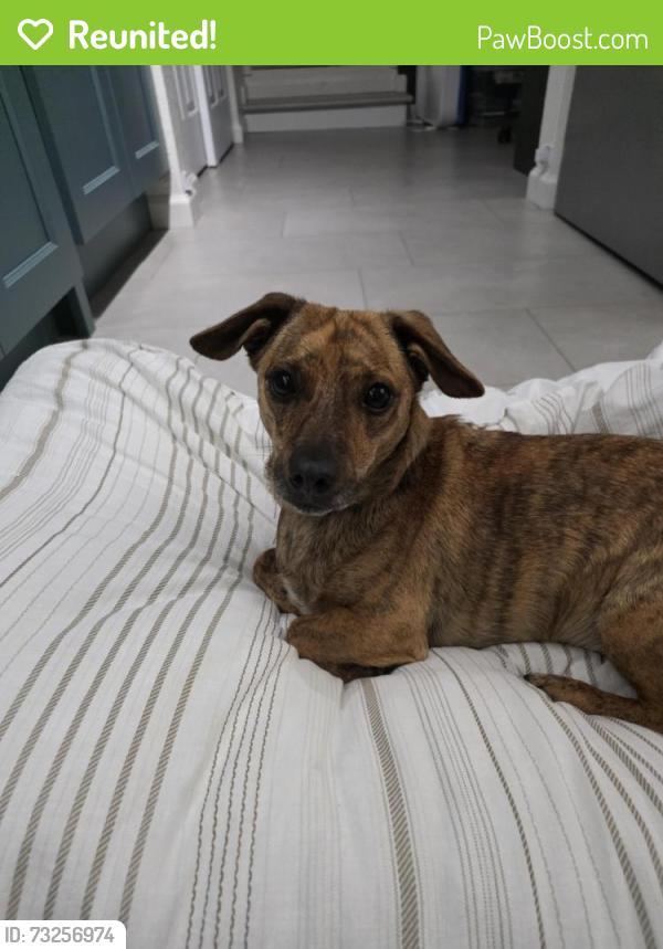 Reunited Male Dog last seen Northshore golf course, Tacoma, WA 98422
