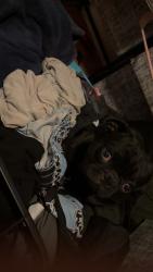 Reunited Male Dog last seen Near Wendy’s, San Antonio, TX 78227