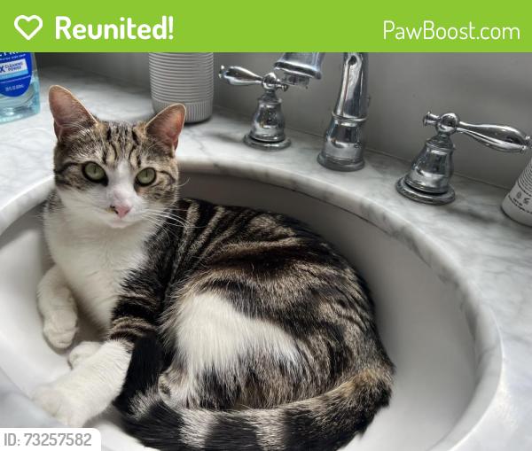 Reunited Female Cat last seen N Wilson Ave & Orange Grove, Pasadena, CA 91106