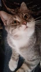 Found/Stray Female Cat last seen BBC Automotive, Millcreek, UT 84107