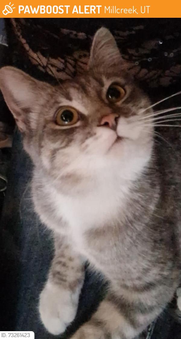 Found/Stray Female Cat last seen BBC Automotive, Millcreek, UT 84107