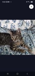 Lost Male Cat last seen Conservatory and DeSoto street, Sarasota, FL 34243