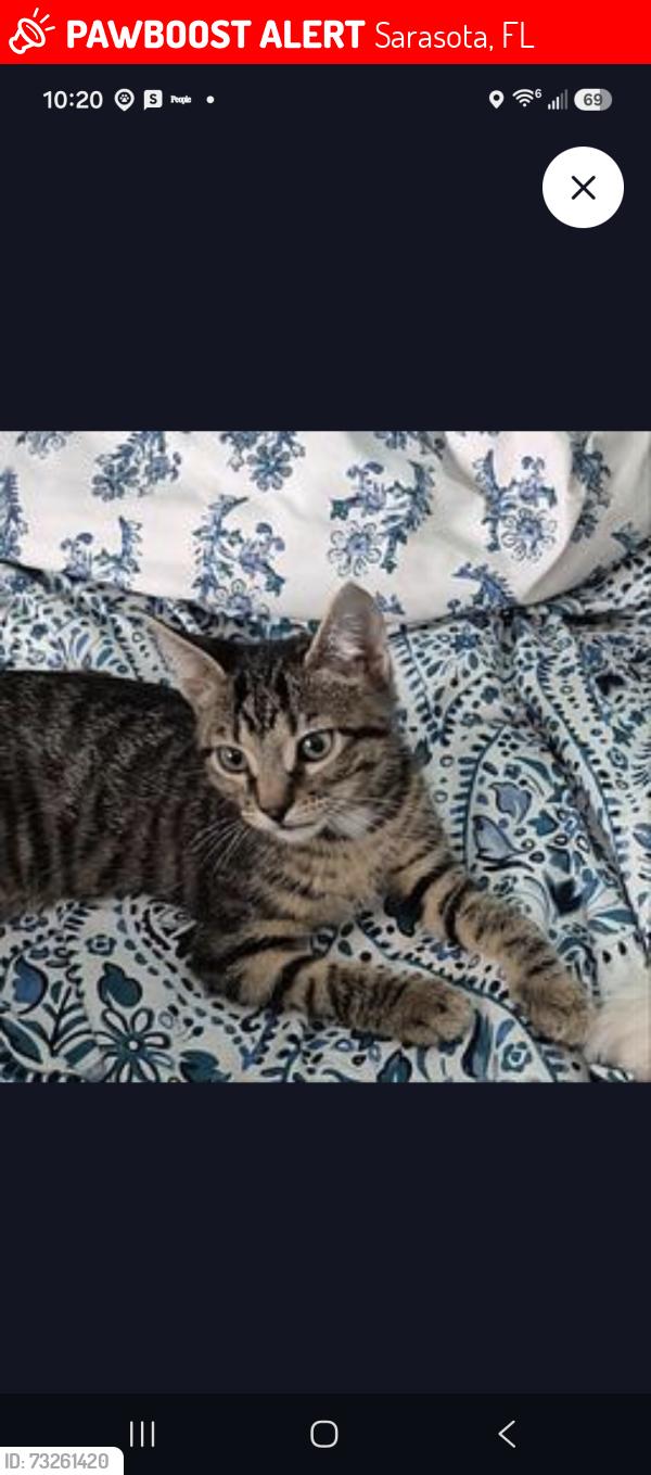 Lost Male Cat last seen Conservatory and DeSoto street, Sarasota, FL 34243