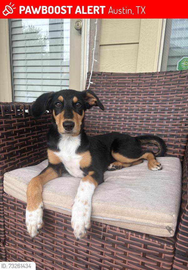 Lost Male Dog last seen Avery Ranch Blvd, Austin, TX 78717