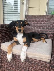 Lost Male Dog last seen Avery Ranch Blvd, Austin, TX 78717