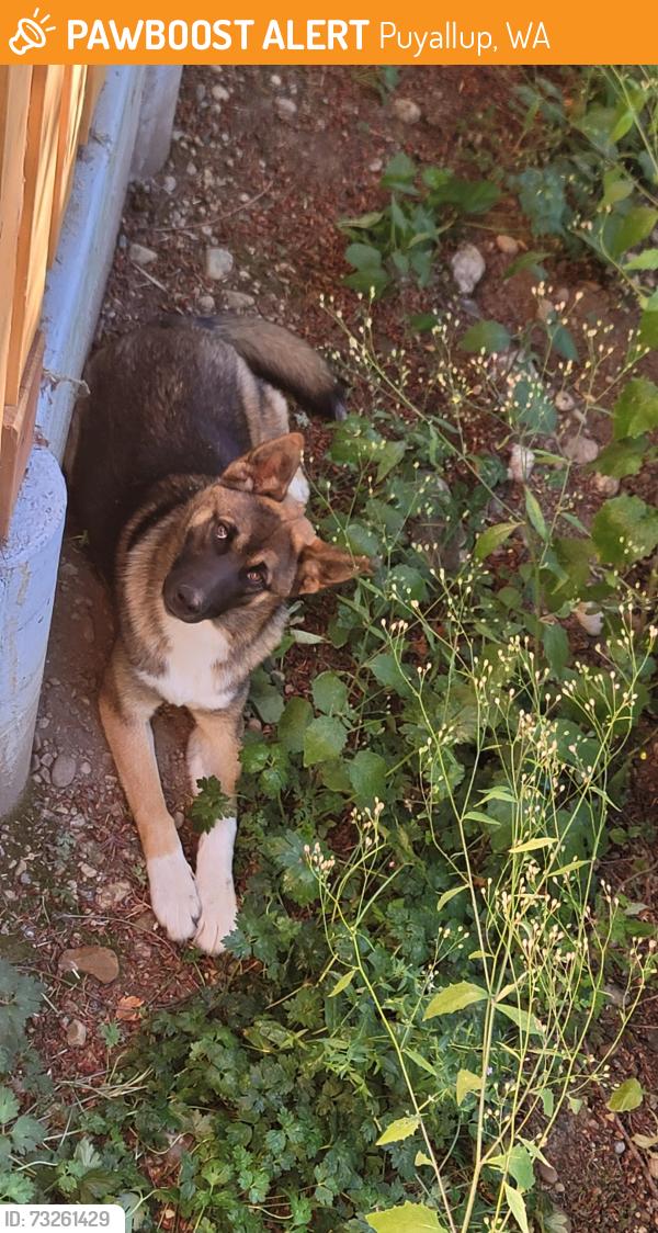 Found/Stray Male Dog last seen Near 112th St E, Puyallup, WA 98373, Puyallup, WA 98373