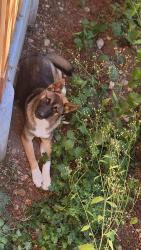 Found/Stray Male Dog last seen Near 112th St E, Puyallup, WA 98373, Puyallup, WA 98373