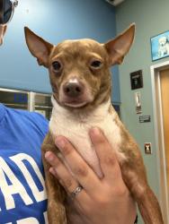Reunited Male Dog last seen Parker and independence, Plano, TX 75075