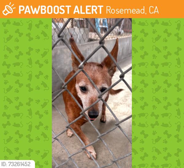 Found/Stray Unknown Dog last seen Emerson Place, Rosemead, CA 91770