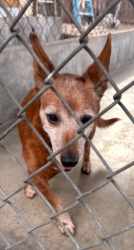 Found/Stray Unknown Dog last seen Emerson Place, Rosemead, CA 91770