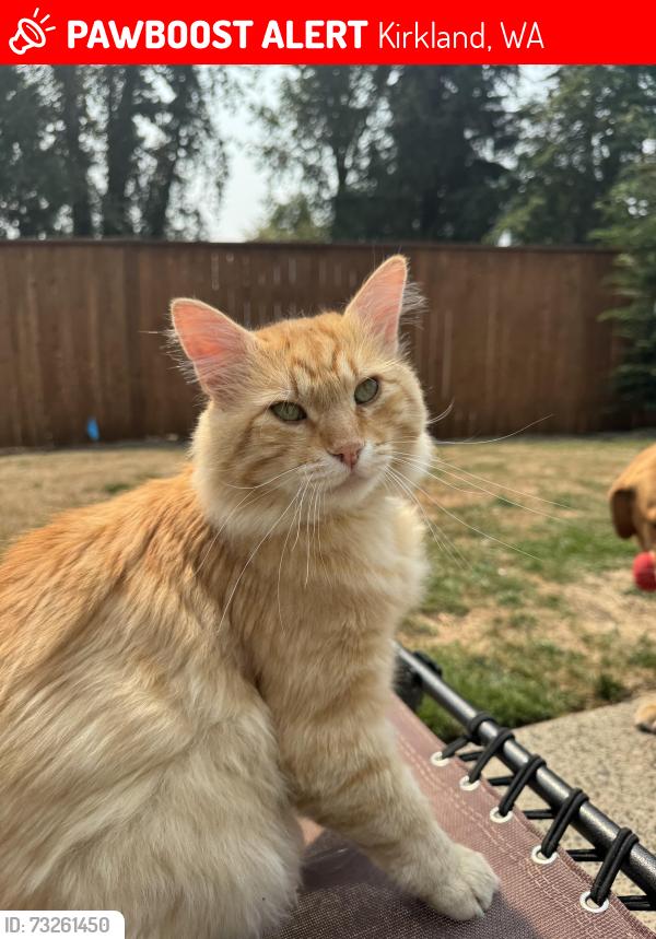 Lost Male Cat last seen NE 128th street Kirkland, Kirkland, WA 98034