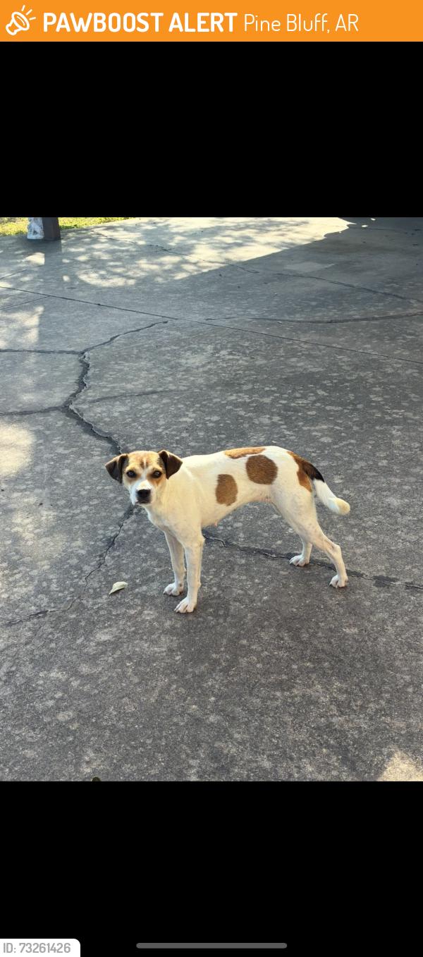 Found/Stray Female Dog last seen Near highway 425 pine bluff ar., Pine Bluff, AR 71601