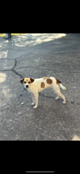 Found/Stray Female Dog last seen Near highway 425 pine bluff ar., Pine Bluff, AR 71601