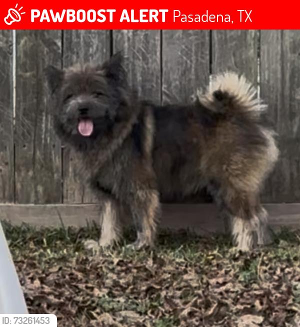 Lost Male Dog last seen Shever, Pasadena, TX 77506