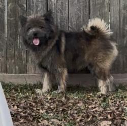 Lost Male Dog last seen Shever, Pasadena, TX 77506