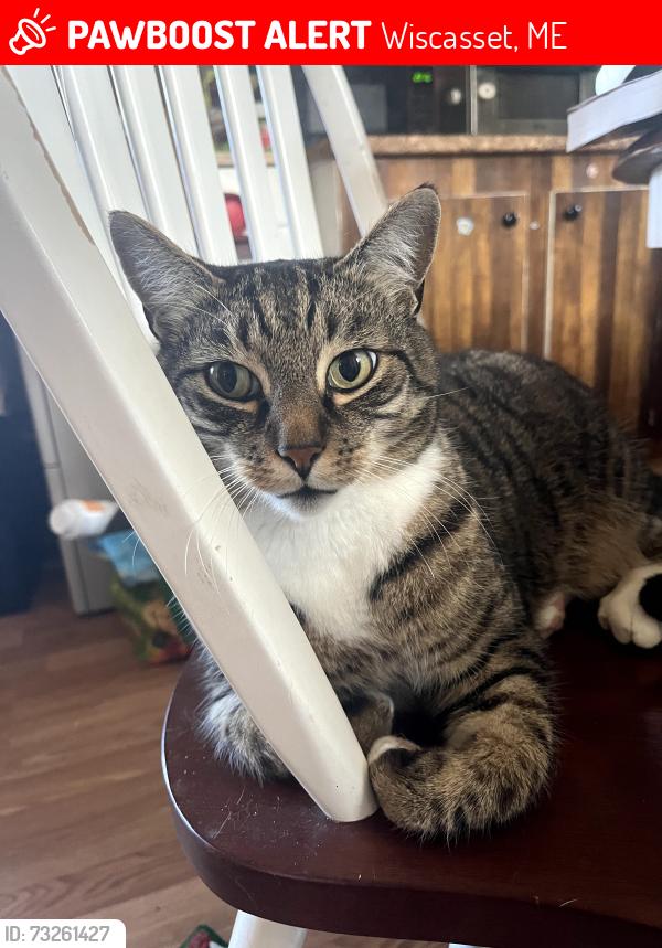 Lost Male Cat last seen Gardiner rd, Langdon Rd, Federal St, Wiscasset, ME 04578