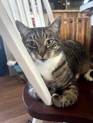 Lost Male Cat last seen Gardiner rd, Langdon Rd, Federal St, Wiscasset, ME 04578