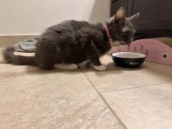 Found/Stray Female Cat last seen W 16th and Bevis Houston heights, Houston, TX 77008