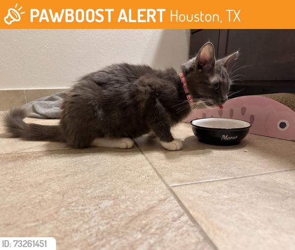 Found/Stray Female Cat last seen W 16th and Bevis Houston heights, Houston, TX 77008