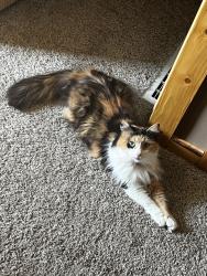 Lost Female Cat last seen Lansing rd dollar general, Potterville, MI 48876