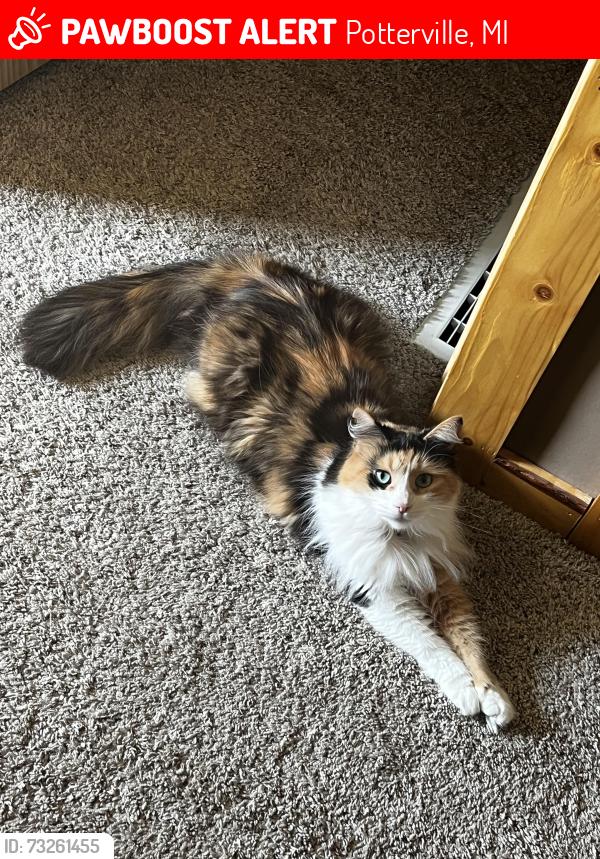 Lost Female Cat last seen Lansing rd dollar general, Potterville, MI 48876