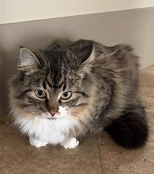 Lost Female Cat last seen Near S & Bountiful Blvd, Bountiful, UT 84010