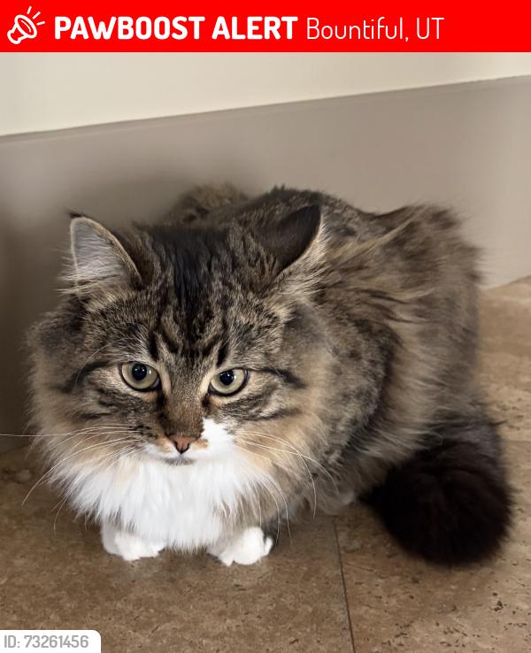Lost Female Cat last seen Near S & Bountiful Blvd, Bountiful, UT 84010