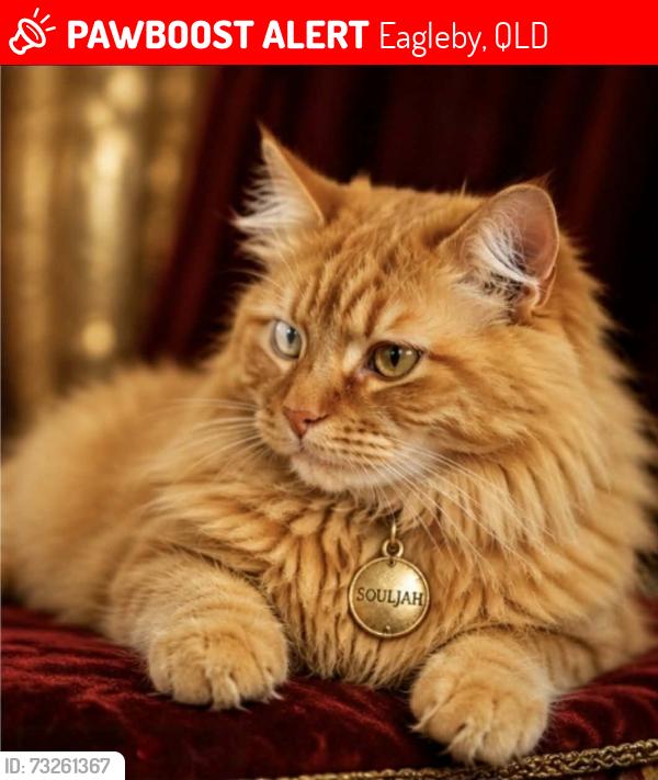 Lost Male Cat last seen Hearses Rd & Twin Rivers Dr, Eagleby, QLD 4207