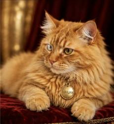 Lost Male Cat last seen Hearses Rd & Twin Rivers Dr, Eagleby, QLD 4207