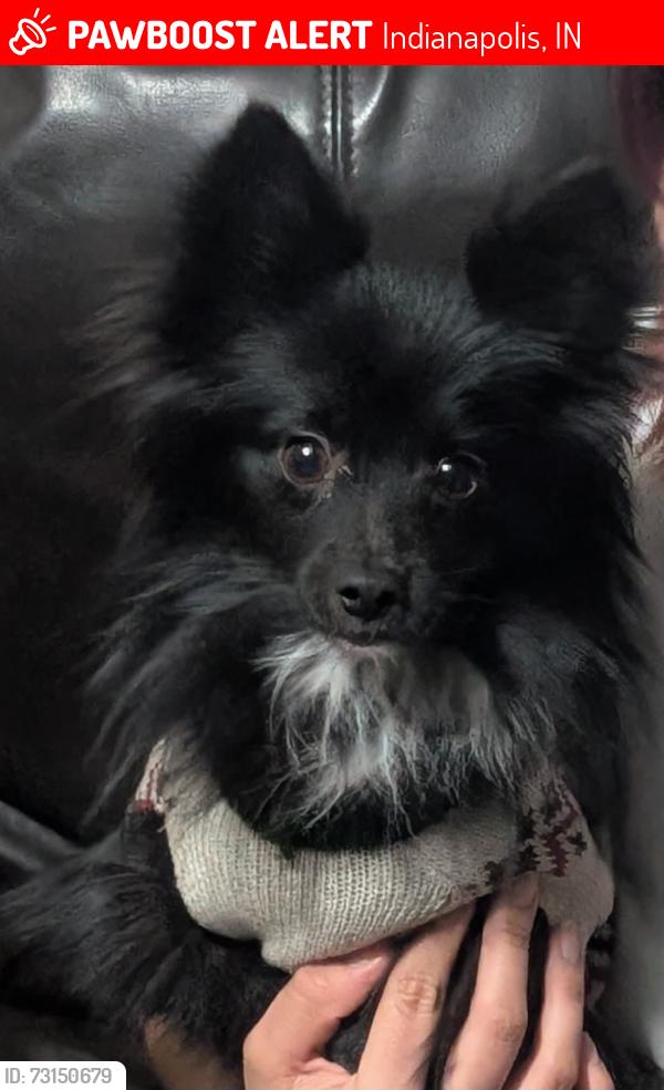 Lost Male Dog last seen Near N Dequincy St ( E 34th St y E 38th St), Indianapolis, IN 46218