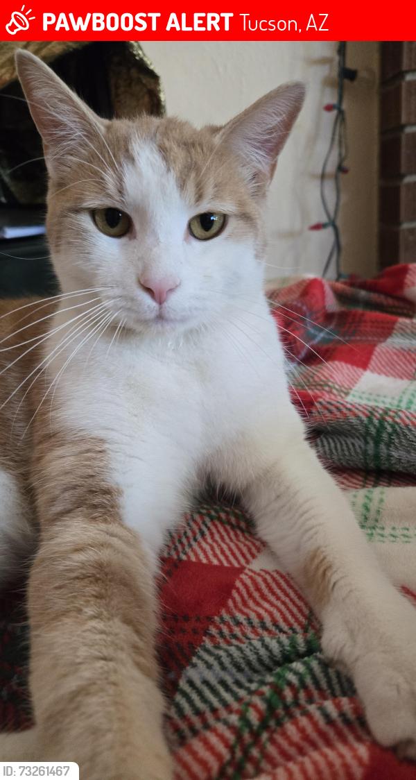 Found/Stray Male Cat last seen Sahuara and McKinnley, Tucson, AZ 85711