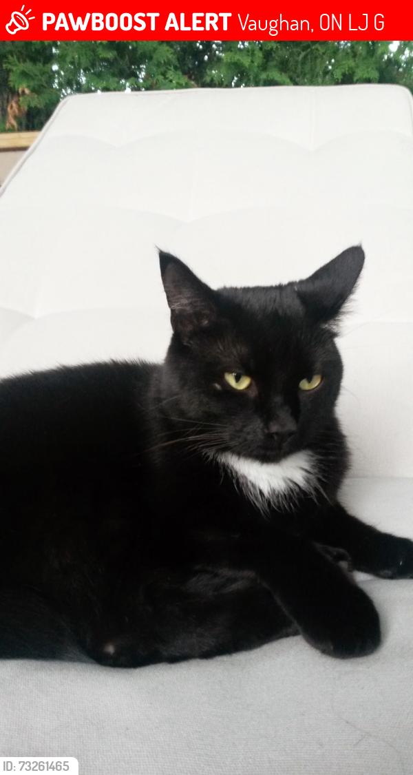 Lost Male Cat last seen Clark and Yonge, Vaughan, ON L4J 1G5
