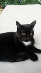 Lost Male Cat last seen Clark and Yonge, Vaughan, ON L4J 1G5