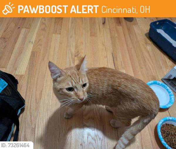 Found/Stray Male Cat last seen Briarhill Dr between Orangelawn and Anderson Ferry Rd, Cincinnati, OH 45238