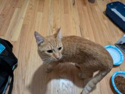 Found/Stray Male Cat last seen Briarhill Dr between Orangelawn and Anderson Ferry Rd, Cincinnati, OH 45238