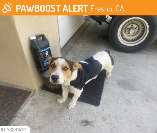 Found/Stray Male Dog last seen Chance and Dayton, Fresno, CA 93726