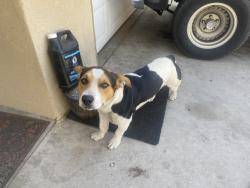 Found/Stray Male Dog last seen Chance and Dayton, Fresno, CA 93726