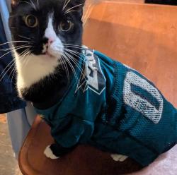 Reunited Male Cat last seen Church Rd & Serpentine Ln, Elkins Park, PA 19027