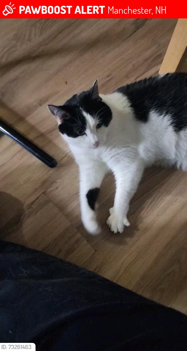 Lost Male Cat last seen Amherst St & Lincoln St, Manchester, NH 03104