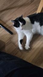 Lost Male Cat last seen Amherst St & Lincoln St, Manchester, NH 03104