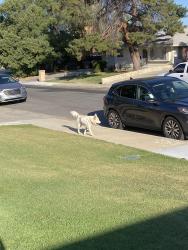 Found/Stray Unknown Dog last seen By 2831 crest drive, Bakersfield, CA 93306