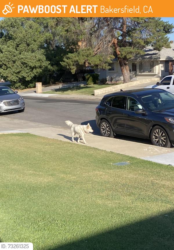 Found/Stray Unknown Dog last seen By 2831 crest drive, Bakersfield, CA 93306
