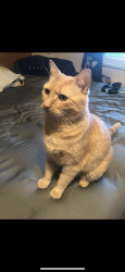 Lost Female Cat last seen Near Goldhurst Terrace, Burnaby, BC V5A 4P3