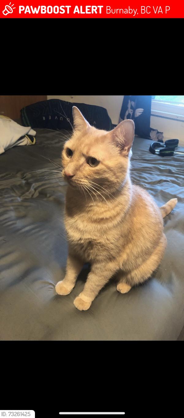 Lost Female Cat last seen Near Goldhurst Terrace, Burnaby, BC V5A 4P3