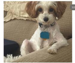 Reunited Female Dog last seen Hudson St, Northborough, MA 01532, USA, Northborough, MA 01532